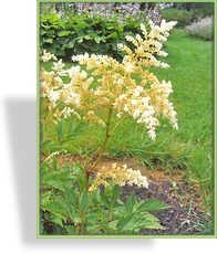 Prachtspiere, Garten-Astilbe, Astilbe x arendsii 'Brautschleier'