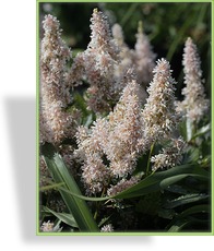 Prachtspiere, Astilbe hybride 'Younique Salmon'