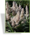 Prachtspiere, Astilbe hybride 'Younique Salmon'