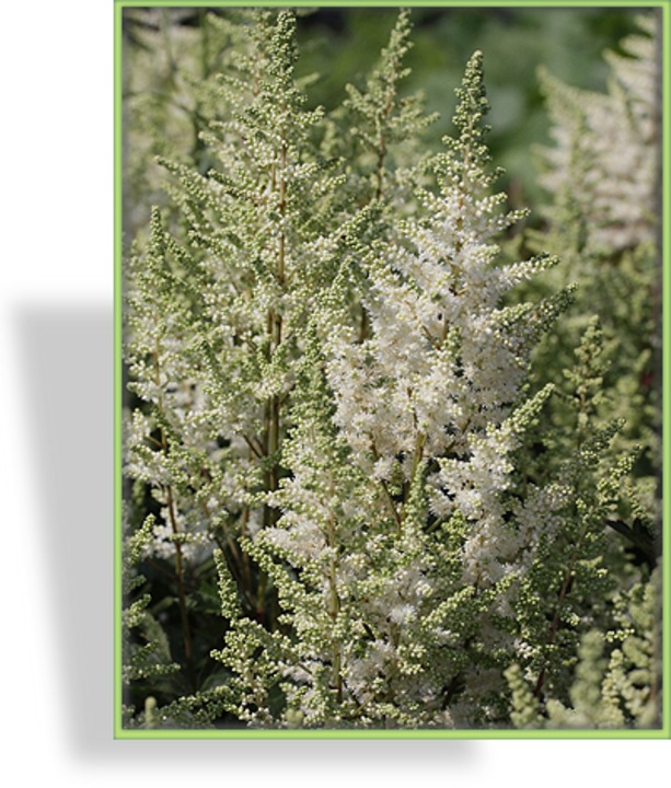 Prachtspiere, Astilbe hybride 'Younique White'