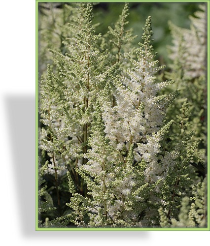 Prachtspiere, Astilbe hybride 'Younique White'