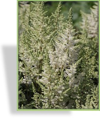 Prachtspiere, Astilbe hybride 'Younique White'