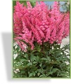 Prachtspiere, Astilbe hybride 'Younique Pink'