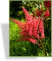 Prachtspiere, Garten-Astilbe, Astilbe x arendsii 'Fanal'