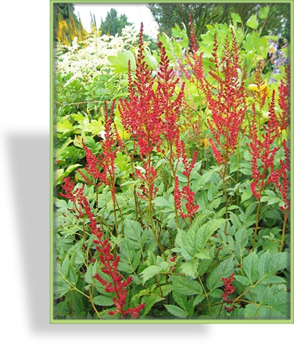 Prachtspiere, Garten-Astilbe, Astilbe x arendsii 'Glut'