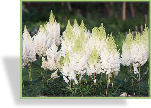 Prachtspiere, Garten-Astilbe, Astilbe x arendsii 'Weiße Gloria'