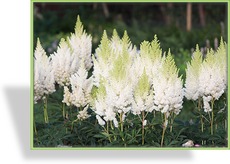 Prachtspiere, Garten-Astilbe, Astilbe x arendsii 'Weiße Gloria'