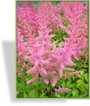 Prachtspiere, Chinesische Prachtspiere, Astilbe chinensis 'Finale'