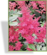 Prachtspiere, Astilbe hybride 'Younique Cerise'