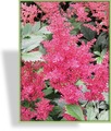 Prachtspiere, Astilbe hybride 'Younique Cerise'