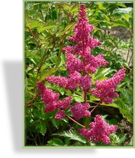 Prachtspiere, Japanische Prachtspiere, Astilbe japonica 'Bonn'