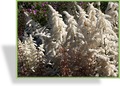 Prachtspiere, Japanische Prachtspiere, Astilbe japonica 'Deutschland'