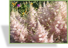 Prachtspiere, Japanische Prachtspiere, Astilbe japonica 'Europa'