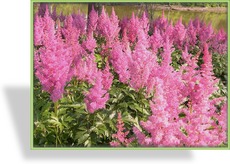 Prachtspiere, Japanische Prachtspiere, Astilbe japonica 'Mainz'