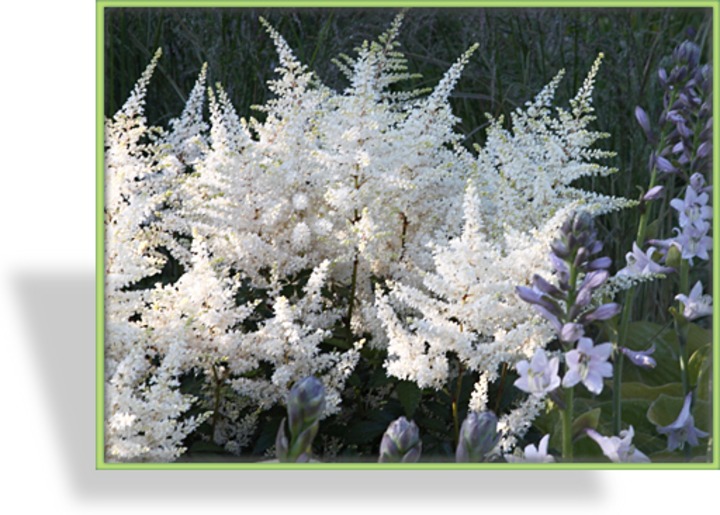 Prachtspiere, Japanische Prachtspiere, Astilbe japonica 'Washington'