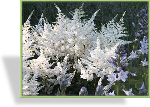 Prachtspiere, Japanische Prachtspiere, Astilbe japonica 'Washington'