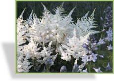 Prachtspiere, Japanische Prachtspiere, Astilbe japonica 'Washington'