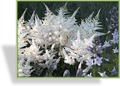 Prachtspiere, Japanische Prachtspiere, Astilbe japonica 'Washington'