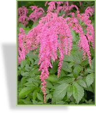 Prachtspiere, Straußenfeder-Prachstspiere, Astilbe thunbergii 'Straußenfeder'