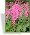 Prachtspiere, Straußenfeder-Prachstspiere, Astilbe thunbergii 'Straußenfeder'