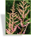 Prachtspiere, Einfachblättrige Prachtspiere, Astilbe simplicifolia 'Inshriach Pink'