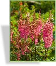 Prachtspiere, Chinesische Prachtspiere, Astilbe chinensis 'Veronica Klose'