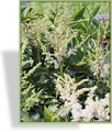Prachtspiere, Chinesische Prachtspiere, Astilbe chinensis 'Visions in White'