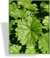 Tafelblatt