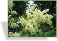 Tafelblatt, Astilboides tabularis