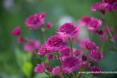 Sterndolde, Astrantia major 'Venice'