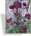 Sterndolde, Astrantia major 'Ruby Wedding'