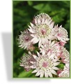 Sterndolde, Astrantia major