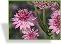 Sterndolde, Astrantia major 'Roma'