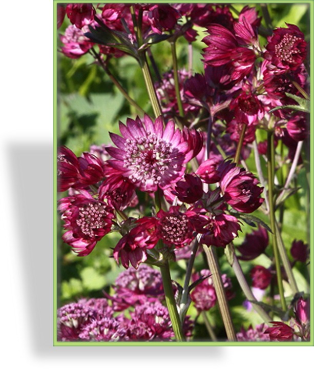 Sterndolde, Astrantia major 'Star of Beauty'