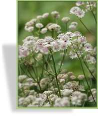 Sterndolde, Astrantia major 'Sunningdale Variegated'