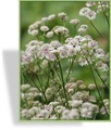 Sterndolde, Astrantia major 'Sunningdale Variegated'