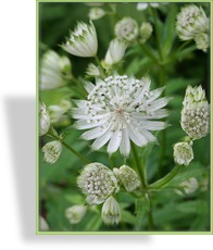 Sterndolde, Astrantia major 'Alba'
