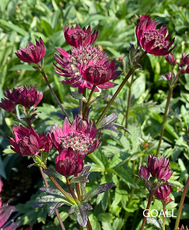 Große Sterndolde, Astrantia major 'Burgundy Manor'