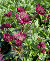 Große Sterndolde, Astrantia major 'Burgundy Manor'