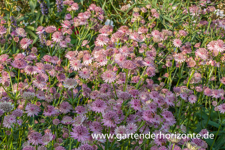 Große Sterndolde, Astrantia major 'Pink Pride'