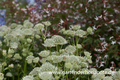 Große Sterndolde, Astrantia major 'Shaggy'