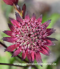 Große Sterndolde, Astrantia major 'Sparkling Stars Red'