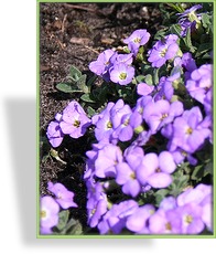 Blaukissen, Aubrieta cultorum 'Agnete'