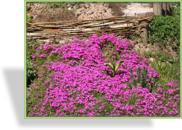 Blaukissen, Rotkissen, Aubrieta cultorum 'Purple Supreme'