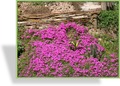 Blaukissen, Rotkissen, Aubrieta cultorum 'Purple Supreme'