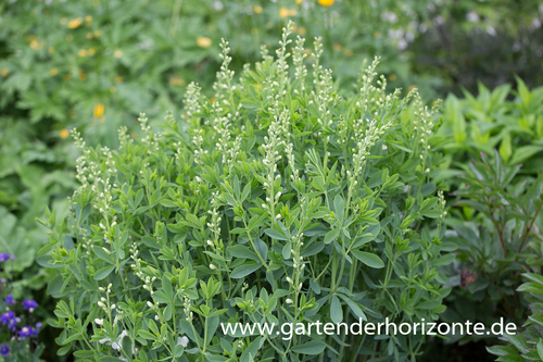 Weiße Färberhülse, Baptisia australis 'Alba'