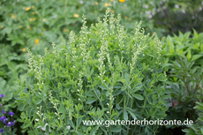 Weiße Färberhülse, Baptisia australis 'Alba'