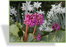 Bergenie, Bergenia hybride 'Admiral'