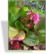 Bergenie, Bergenia cordifolia