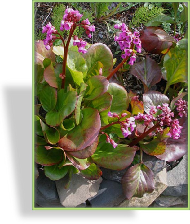 Bergenie, Bergenia cordifolia 'Winterglut'